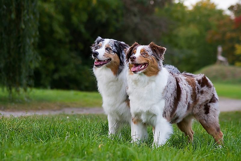 Two Australian shepherd dogs. Two Australian shepherd dogs.
