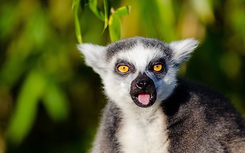 #4 Madagascar