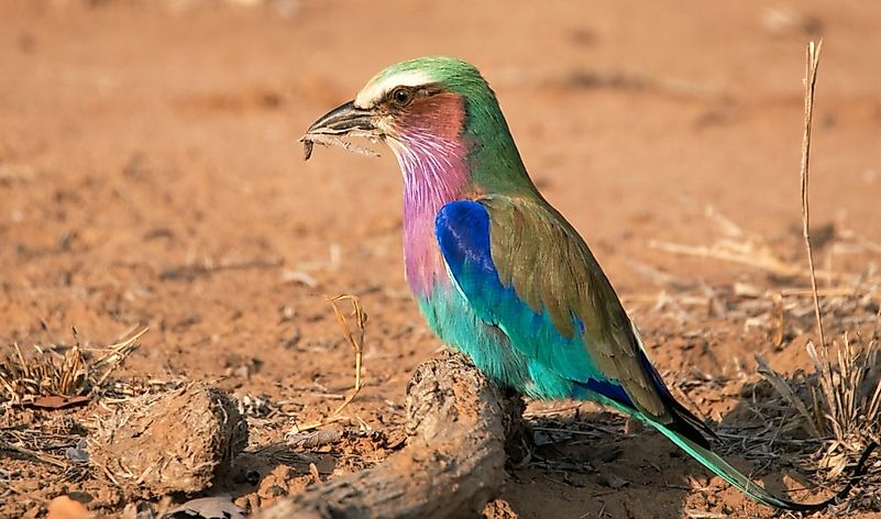 #6 Lilac-breasted Roller