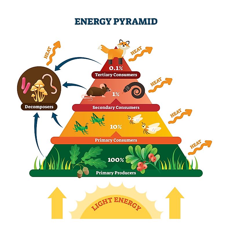 Pyramid Of Biomass Biology My XXX Hot Girl pyramid-of-biomass-biology-my-xxx-hot-girl