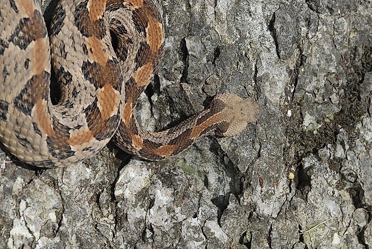 #9 Timber Rattlesnake