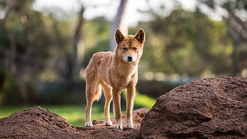#10 Dingo