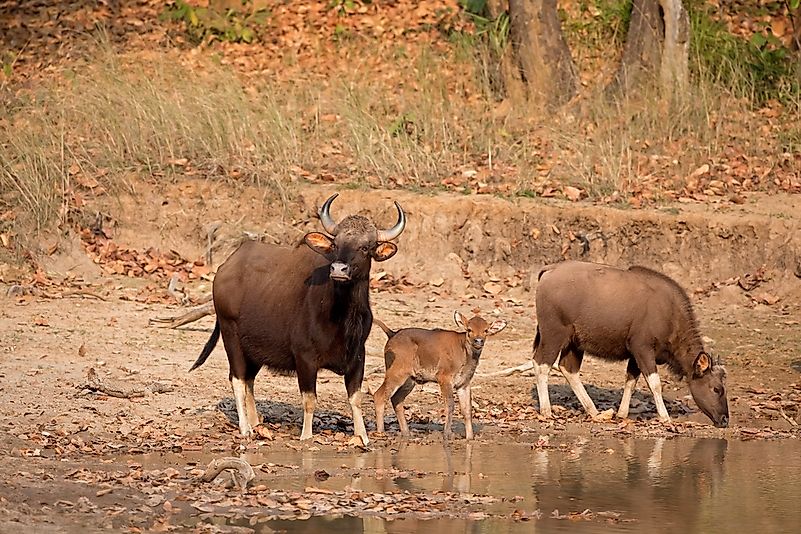 #2 Gaur