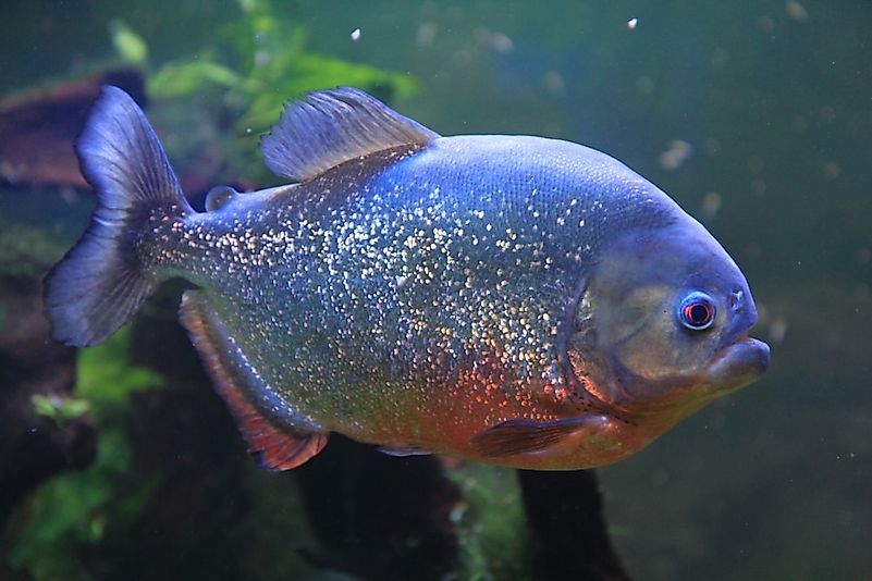 #6 Piranha