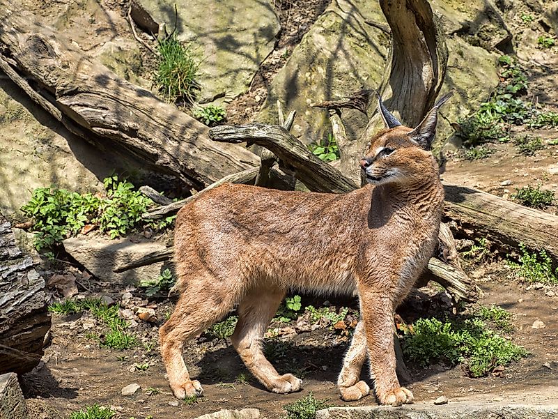 #4 Caracal