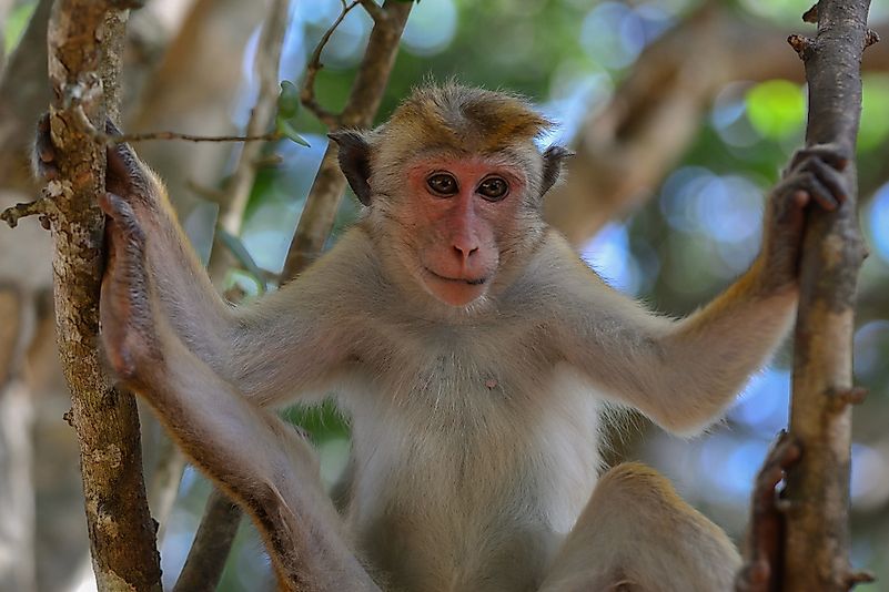 #7 Toque Macaque