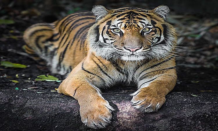 #6 Sumatran Tiger -