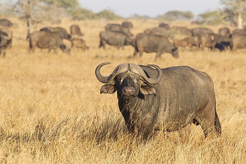 #4 Cape Buffalo