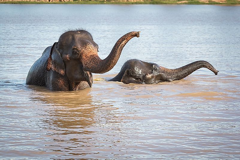 #8 Asian Elephant