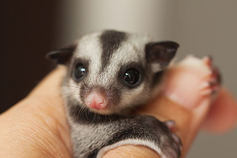 Sugar Glider in a hand.