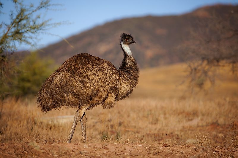 #11 Emu