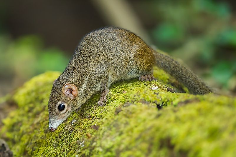 #8 Common Treeshrew
