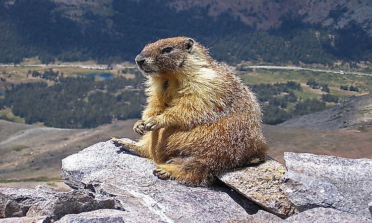 #10 Marmot -