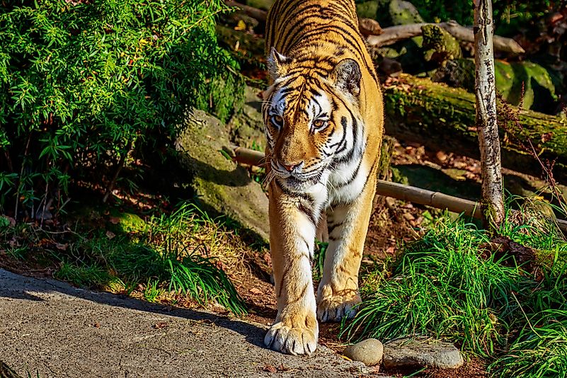 #1 Oregon Zoo