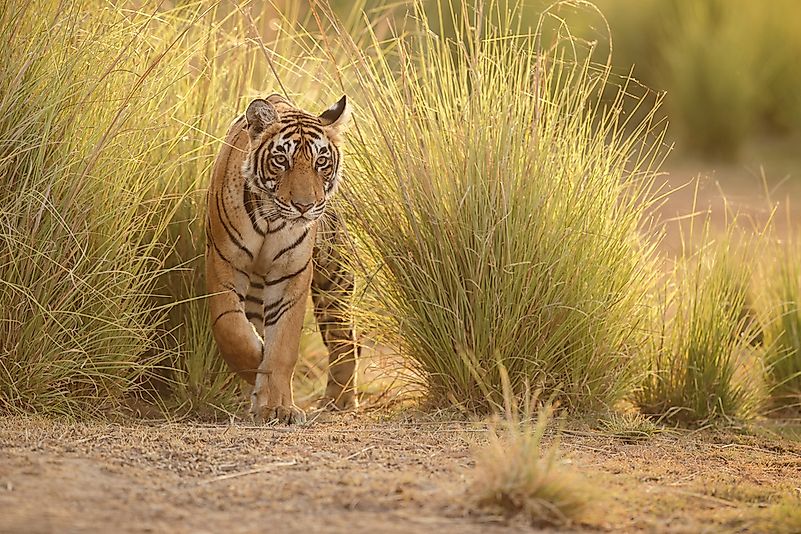 #6 Bengal Tiger