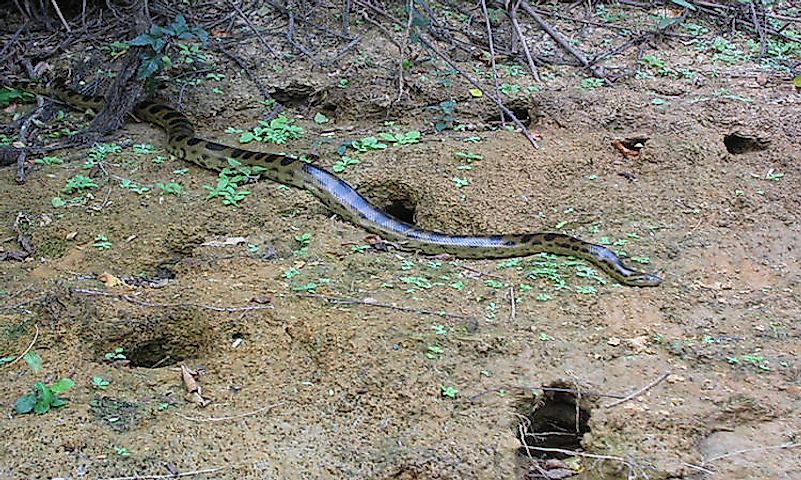 #4 Bolivian Anaconda -