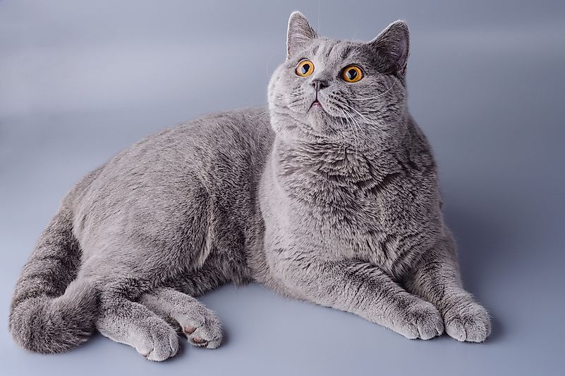 When cat ears are sticking up, their attention is usually piqued by something. When cat ears are sticking up, their attention is usually piqued by something.