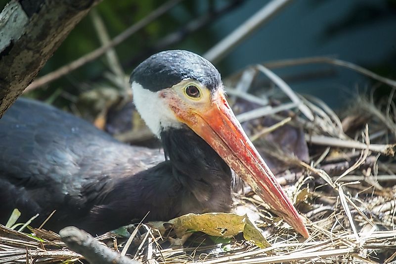 #11 Storm's Stork