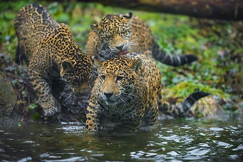 #6 Jaguar