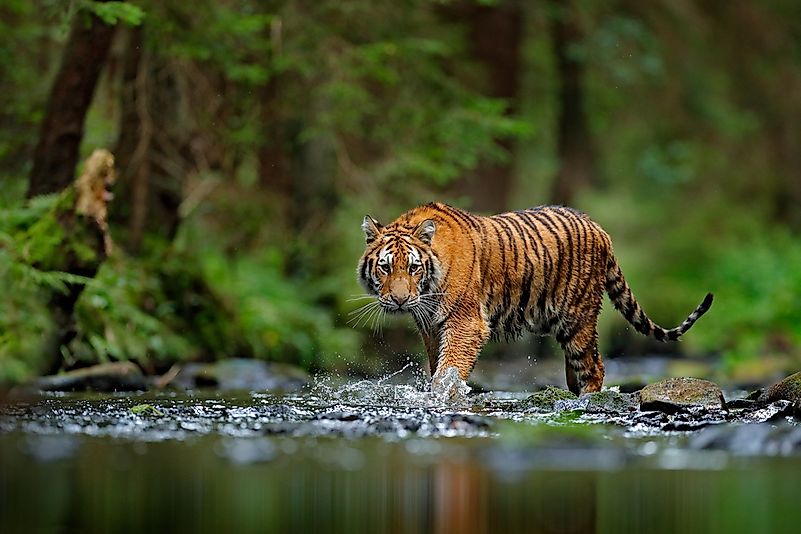 #6 Siberian Tiger