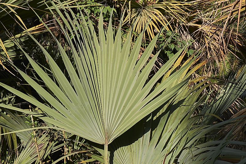 Nannorrhops ritchiana