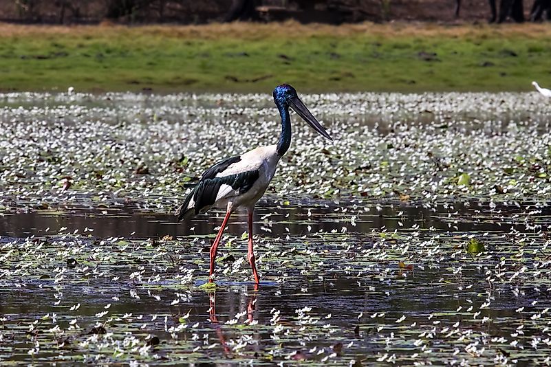 #5 Kakadu National Park