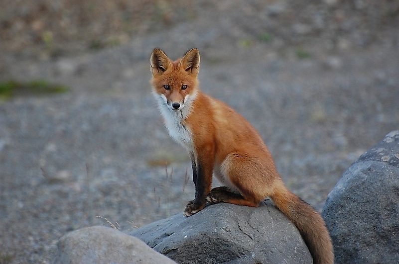 Foxes are wild at heart and it is best that they be kept that way in nature. Image credit: Skeeze from Pixabay. Foxes are wild at heart and it is best that they be kept that way in nature. Image credit: Skeeze from Pixabay.
