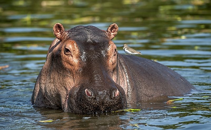 #6 Hippopotamus