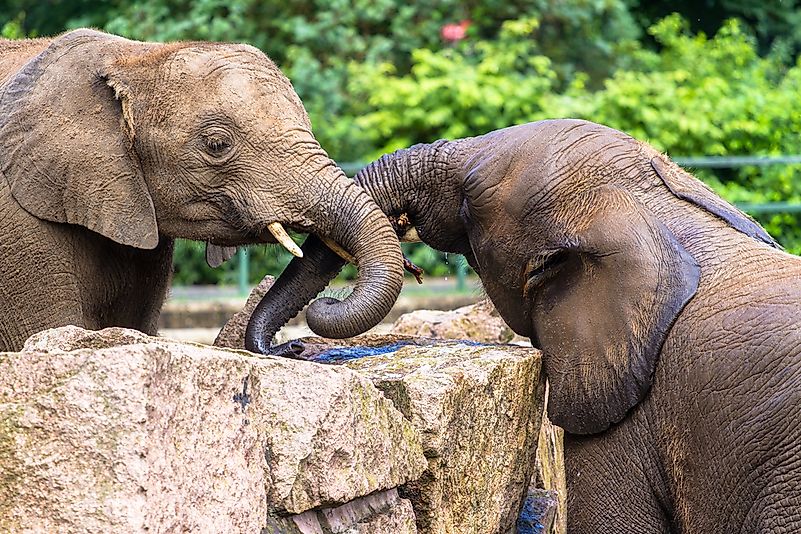 #5 Asian Elephant