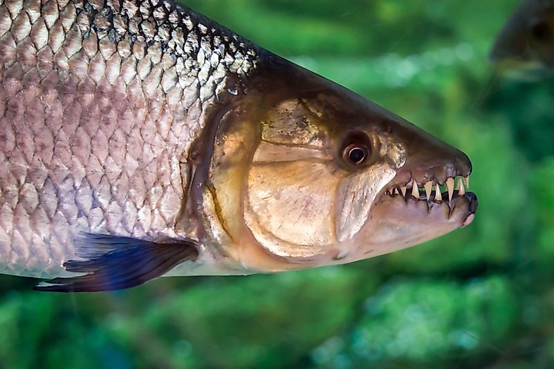 #2 African Tigerfish