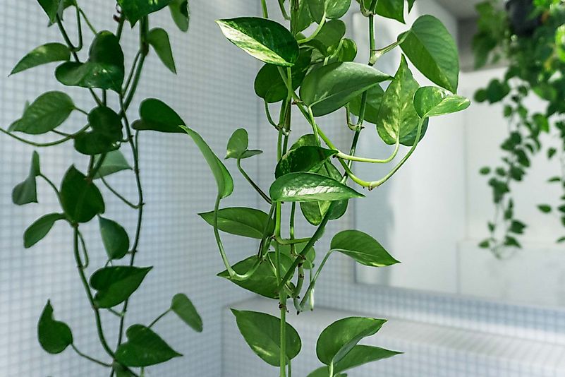 These plants have beautiful heart-shaped leaves. Editorial credit: soonafternoon.com