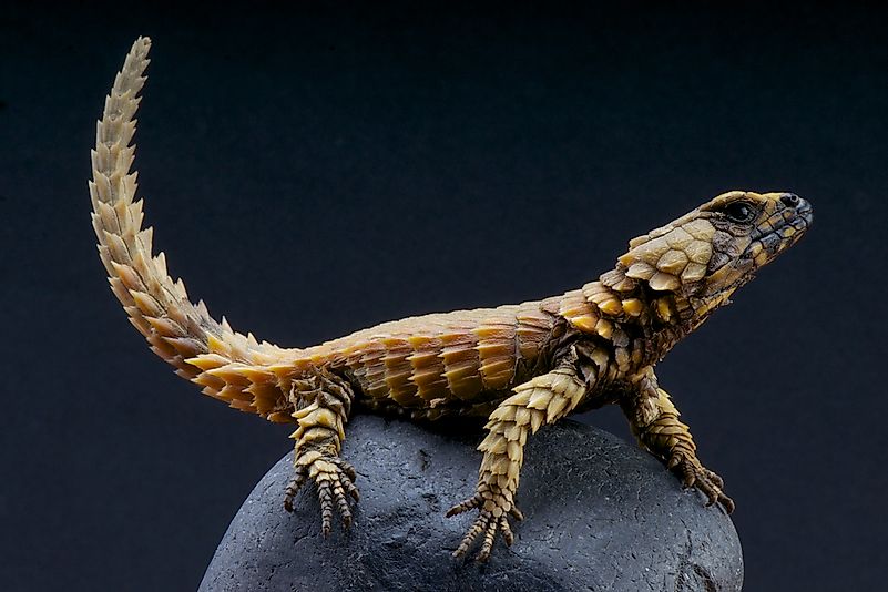 #8 Armadillo girdled lizard