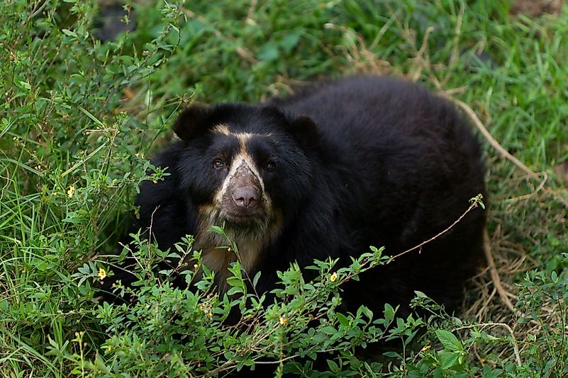 #1 Spectacled Bear Quick Facts