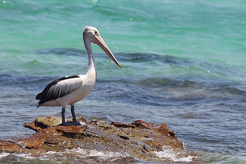 An Australian pelican. An Australian pelican.