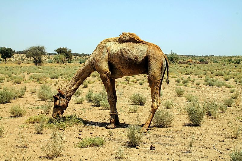 #8 Camel