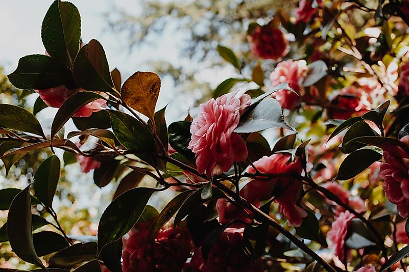 Camelia. Camelia
