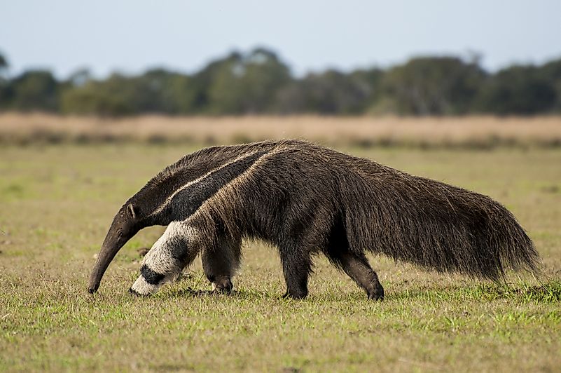 #6 Giant anteater