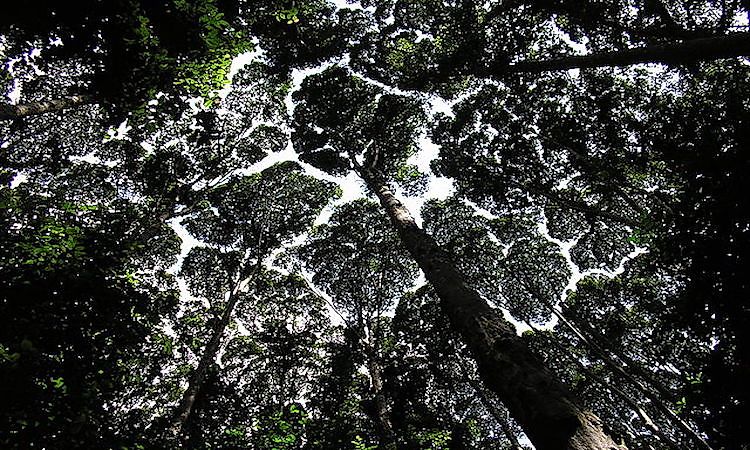 #11 Canopy Layer
