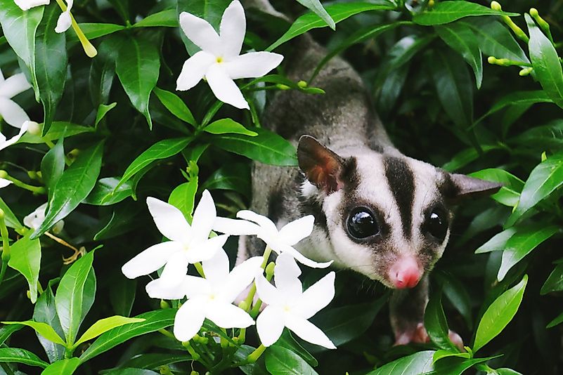 Sugar glider on a bush. Sugar glider on a bush.