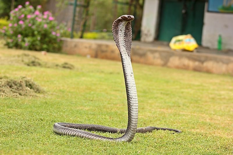 #5 Indian Cobra