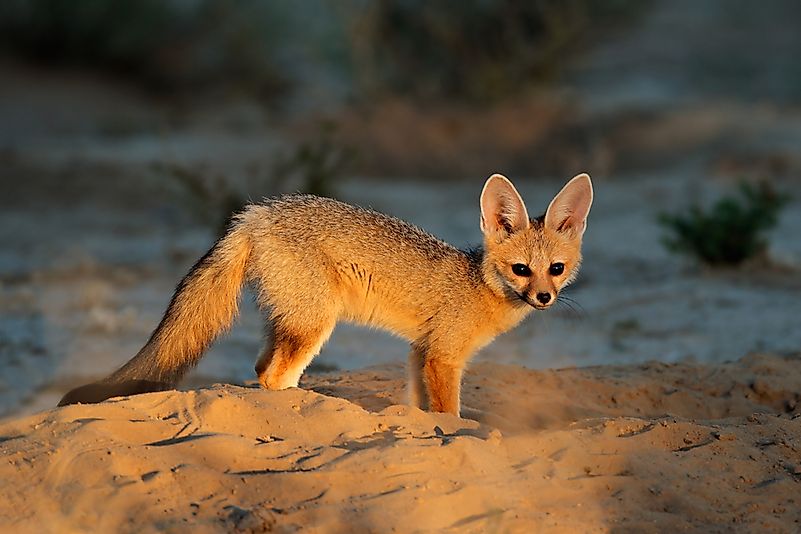 #8 Cape Fox