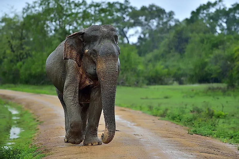 #8 Sri Lankan Elephant
