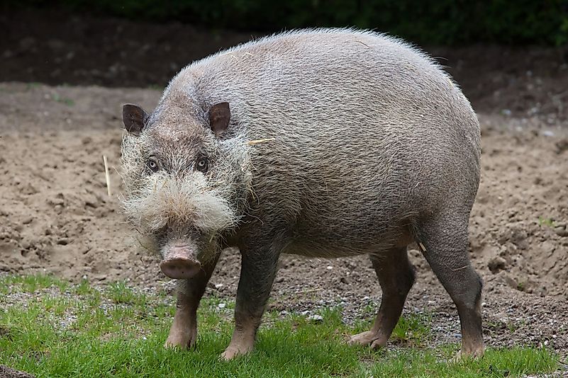 #2 Bornean Bearded Pig