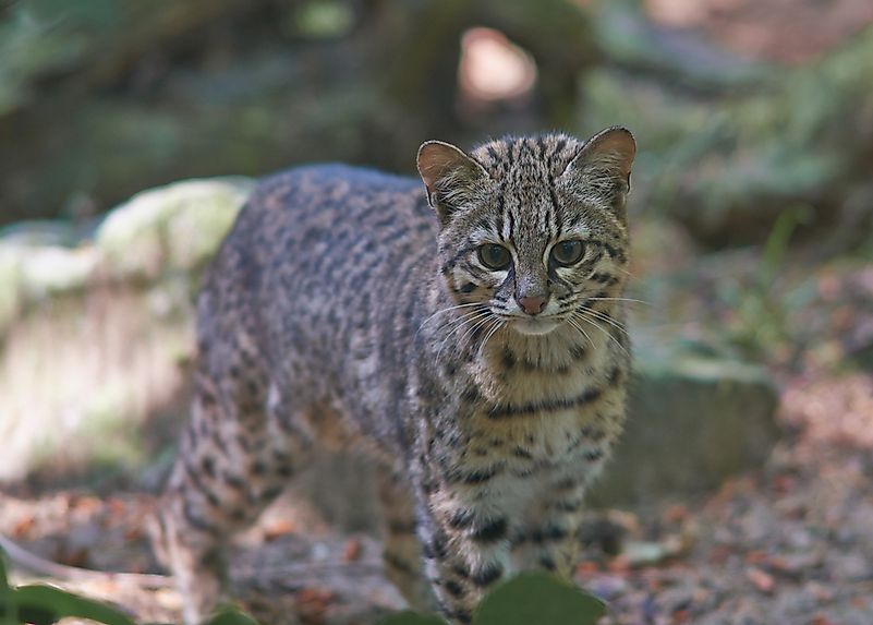 Geoffroy's cat. Geoffroy's cat.