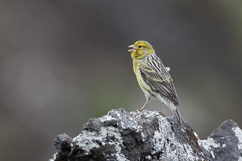 #12 Atlantic Canary