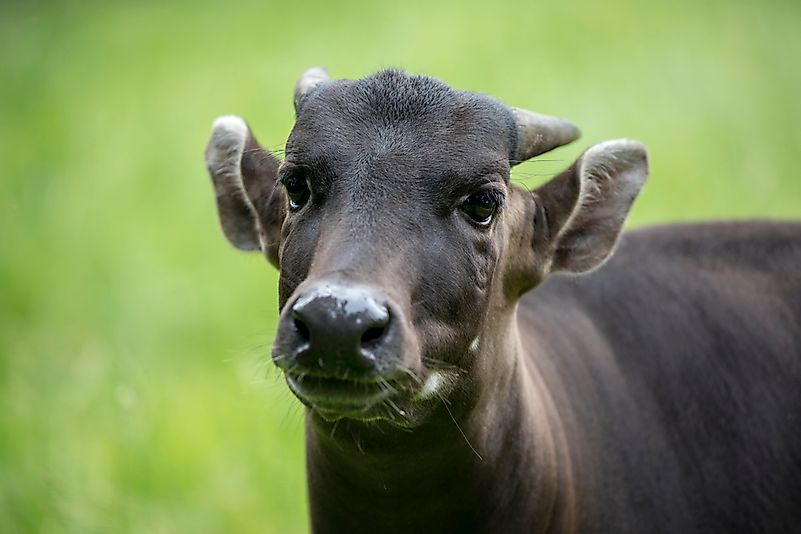 #2 Anoa