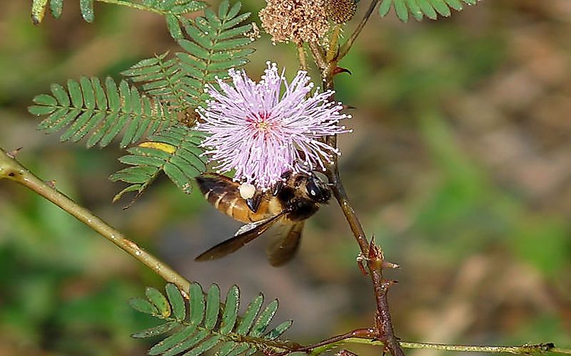 #3 Apis dorsata