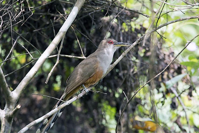 #14 Puerto Rican Lizard Cuckoo