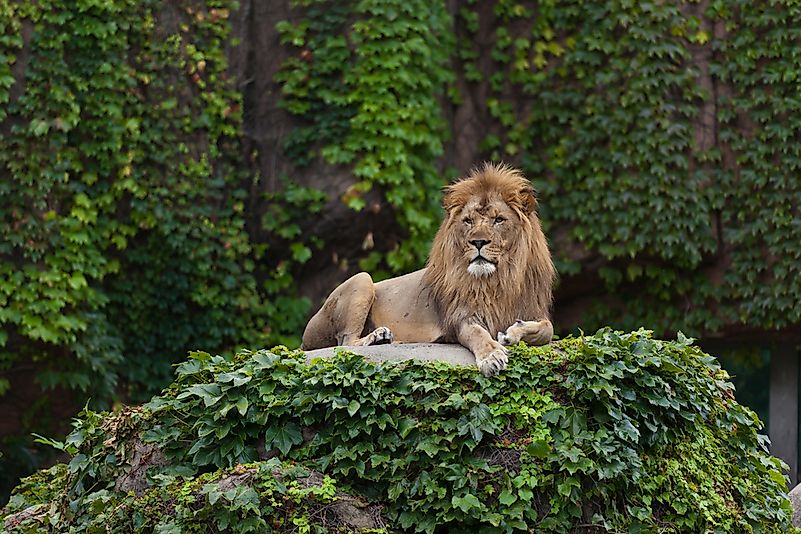 #4 Lincoln Park Zoo