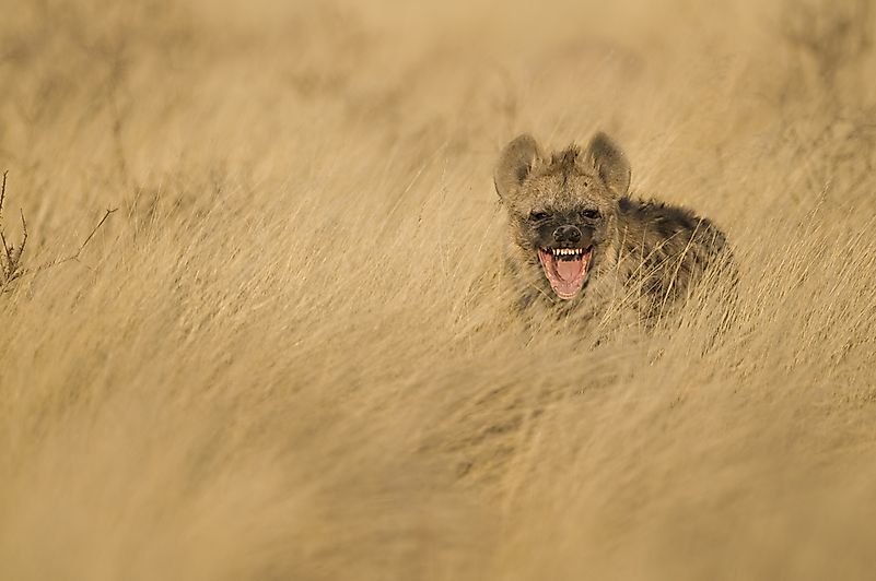 #12 Hyena - 112 decibels
